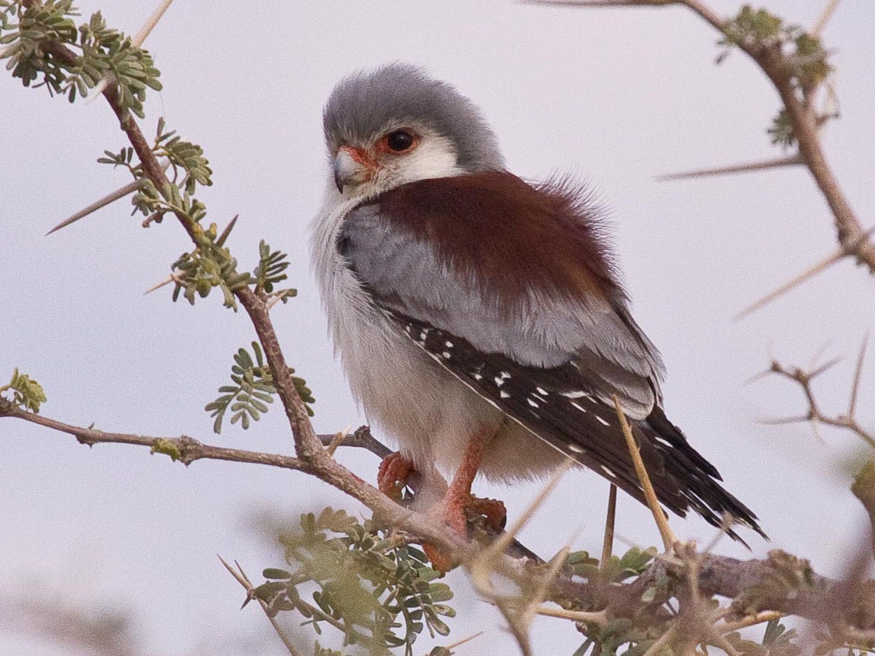 Pygmy Falcon - Eric VanderWerf