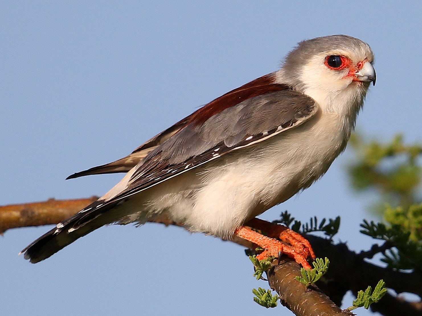 Pygmy Falcon - Fanis Theofanopoulos (ASalafa Deri)