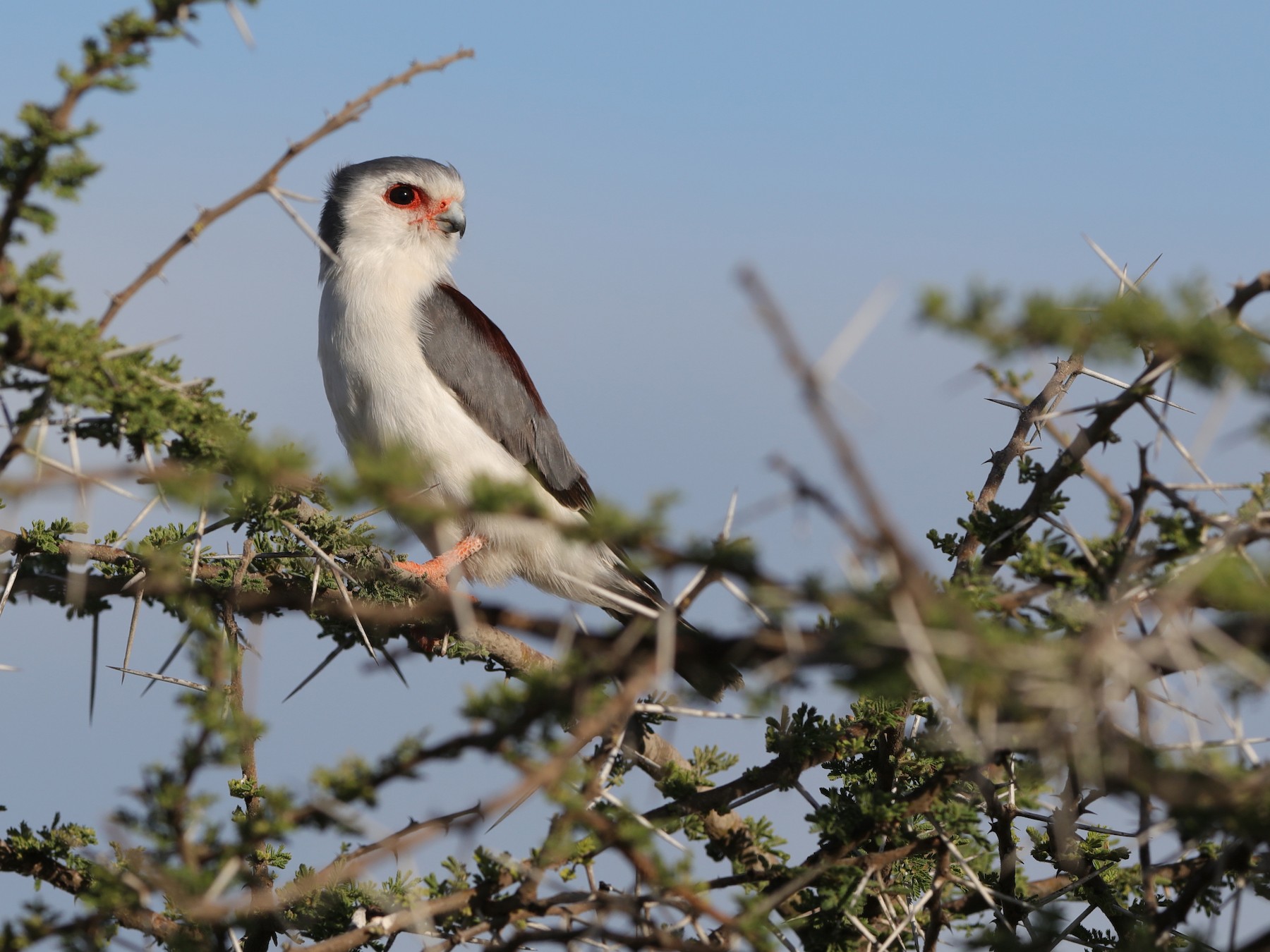 Pygmy Falcon - eBird