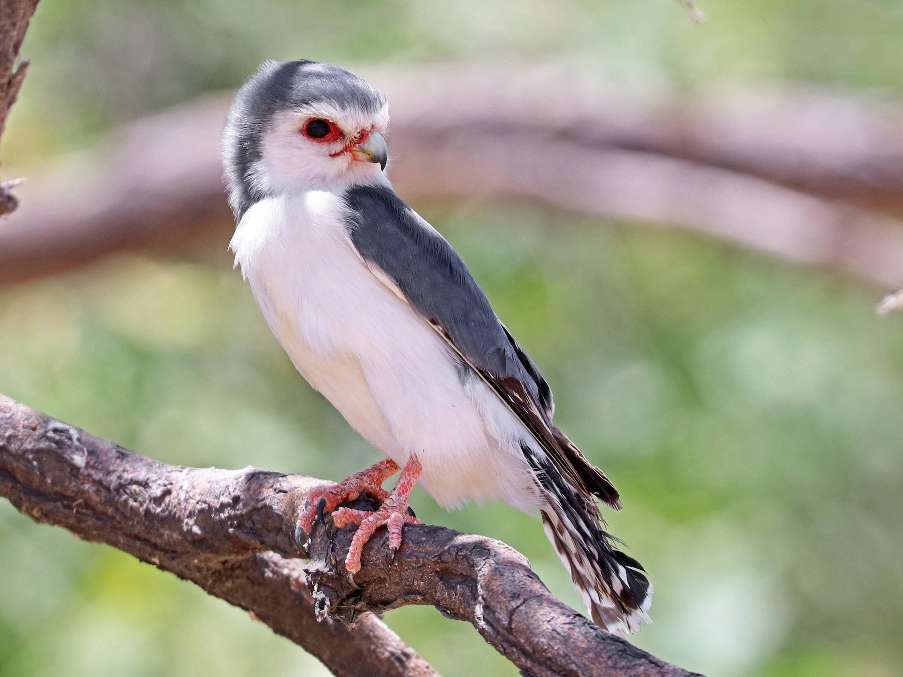 African Pygmy Falcon