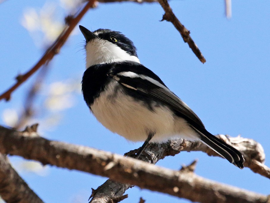 Pririt Batis - eBird