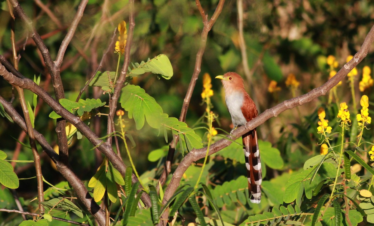 Squirrel Cuckoo (Amazonian) - ML22122321