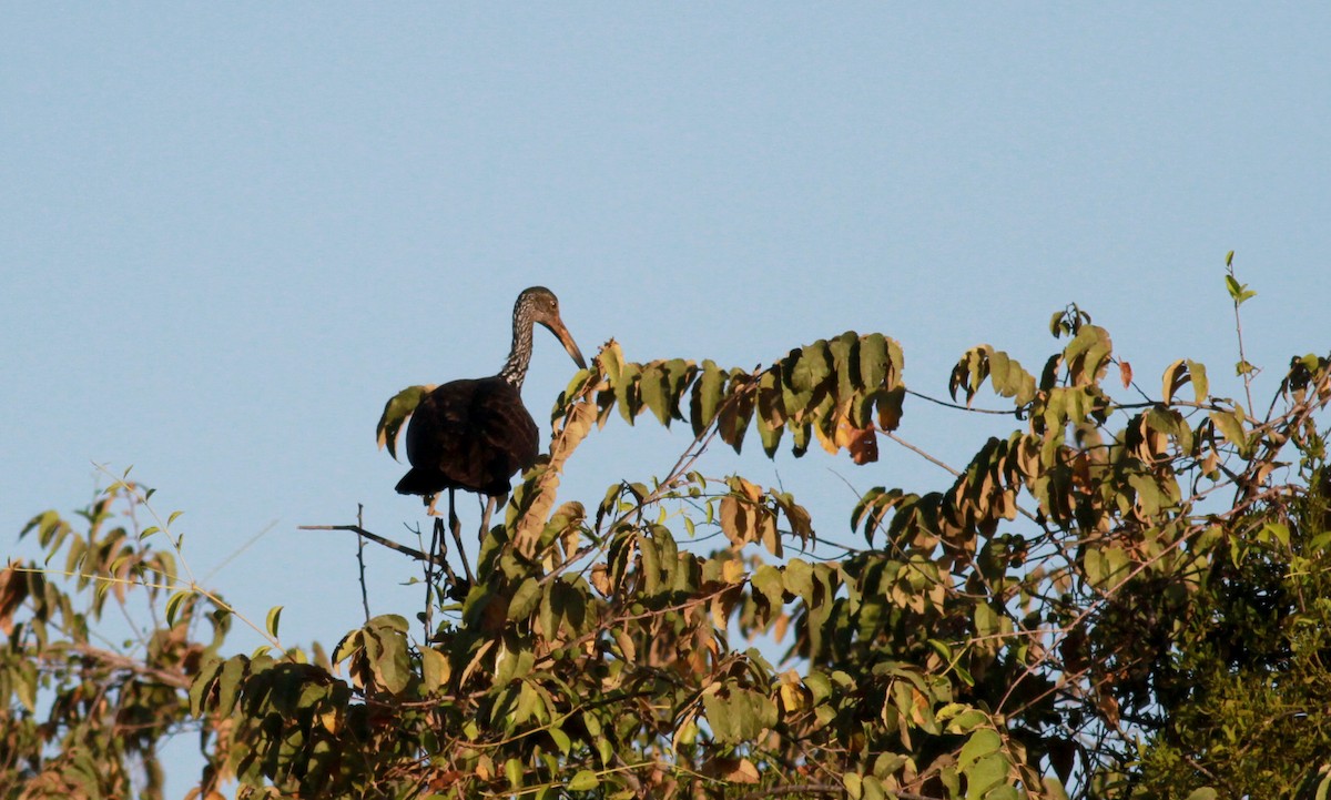 Limpkin (Brown-backed) - ML22122331