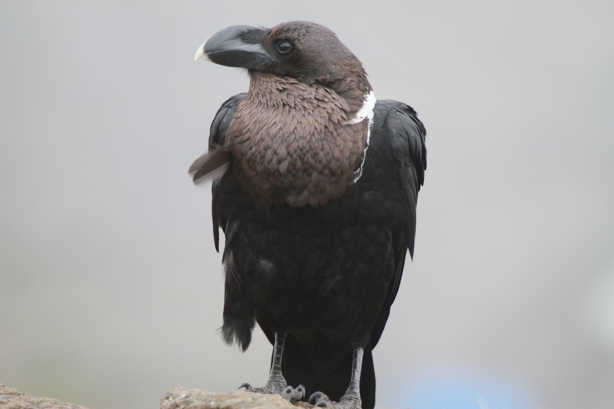White-necked Raven - ML221223401