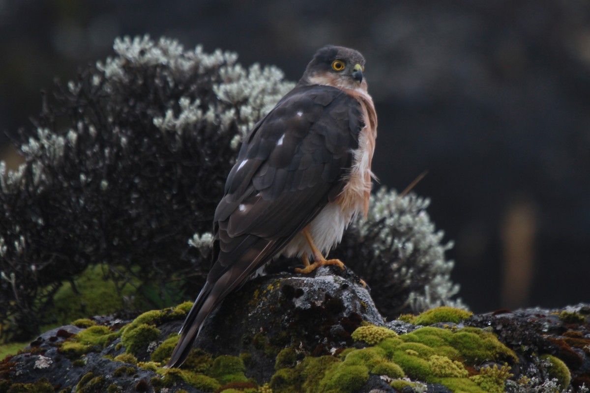 Rufous-breasted Sparrowhawk - ML221223591