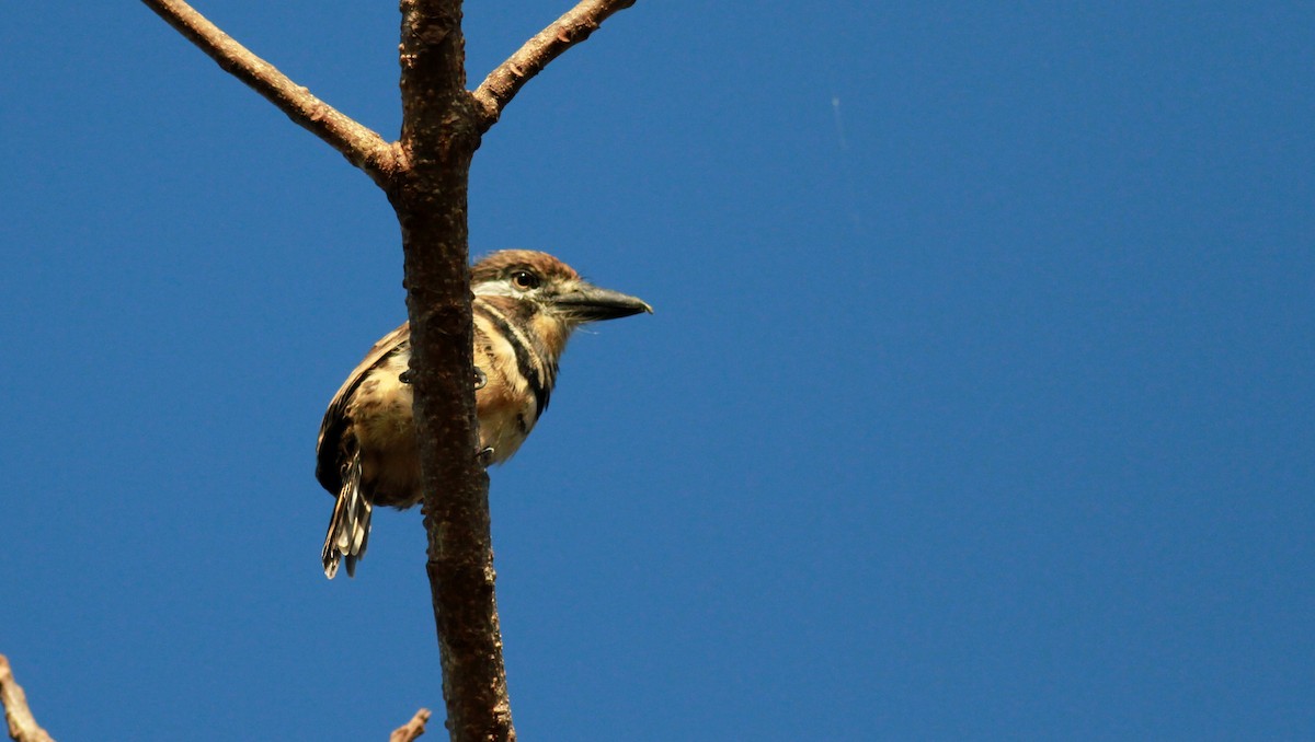 Two-banded Puffbird - ML22122411