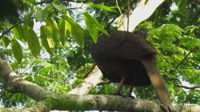 Crested Guan - ML221224591