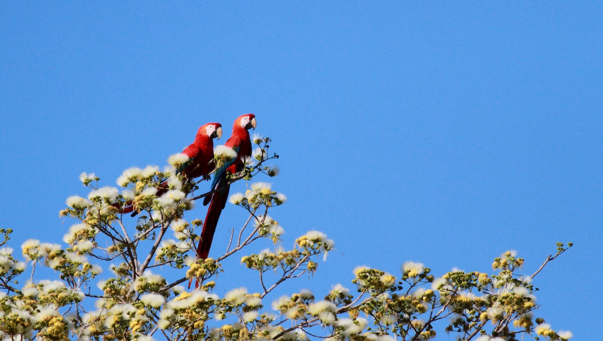 Scarlet Macaw - ML22122581