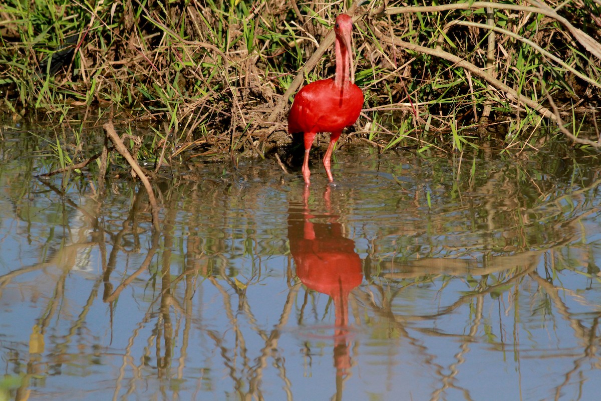 ibis rudý - ML22122811
