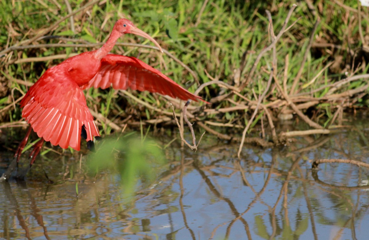 ibis rudý - ML22122831