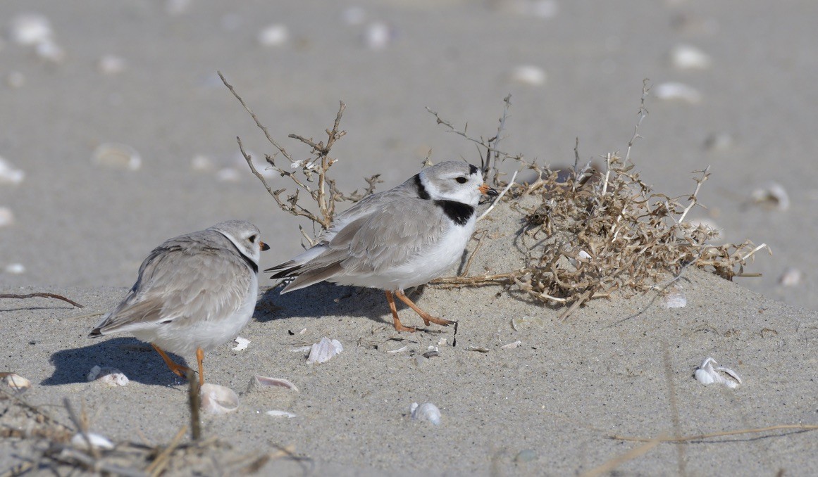 Piping Plover - ML221228951