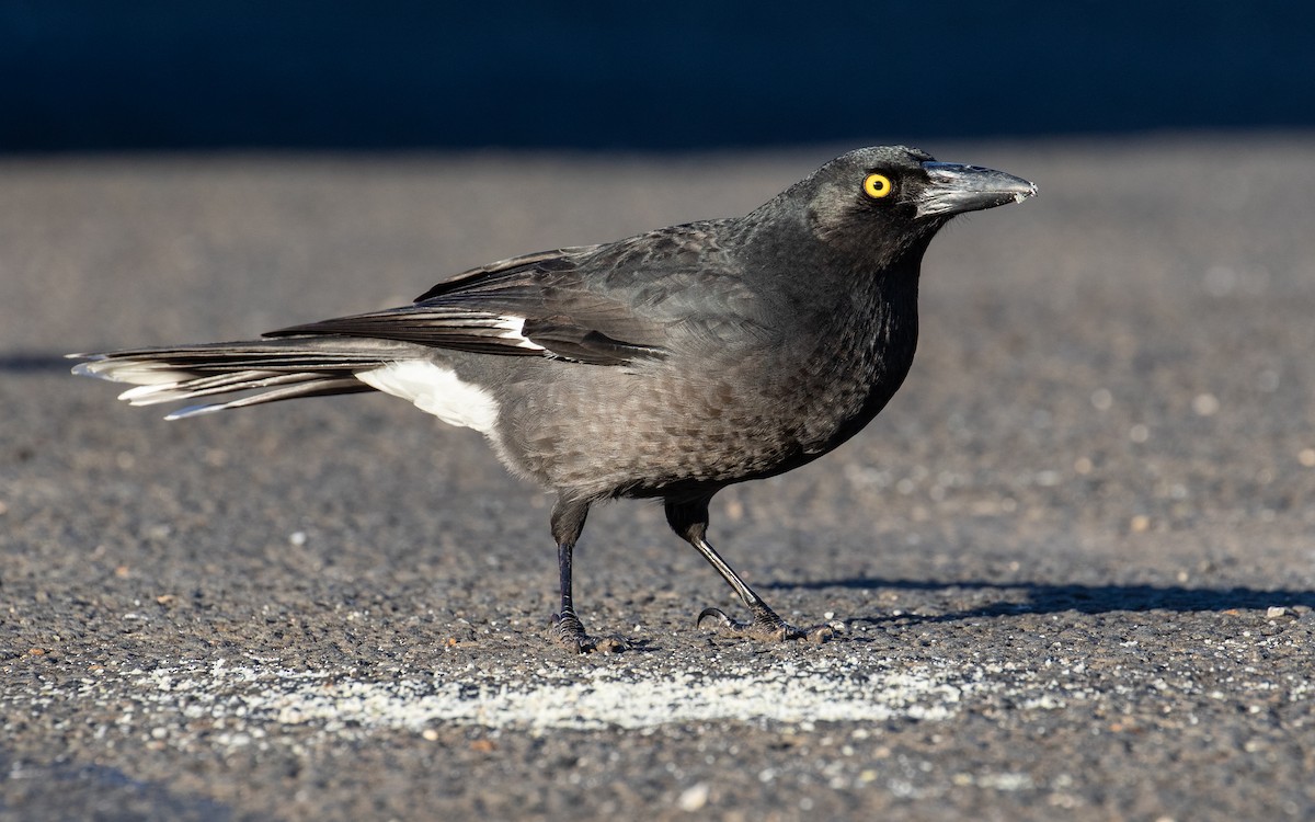 Pied Currawong - James Kennerley