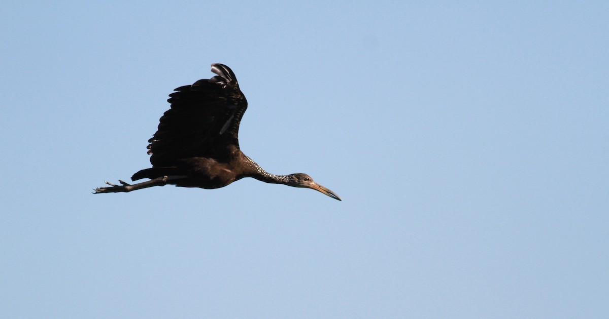 Limpkin (Brown-backed) - ML22123261