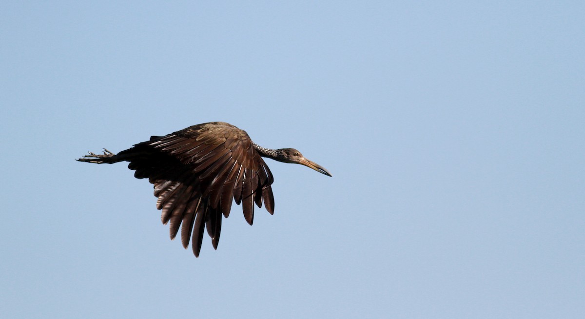 Limpkin (Brown-backed) - ML22123281