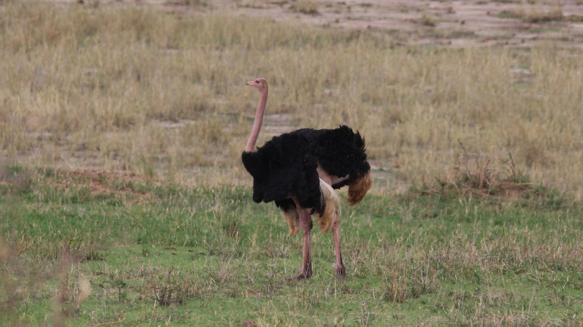 Common Ostrich - Daniel Jauvin