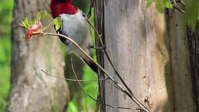 Red-headed Woodpecker - ML221238051