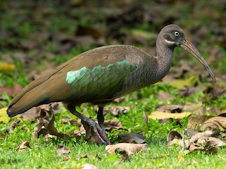  - Hadada Ibis