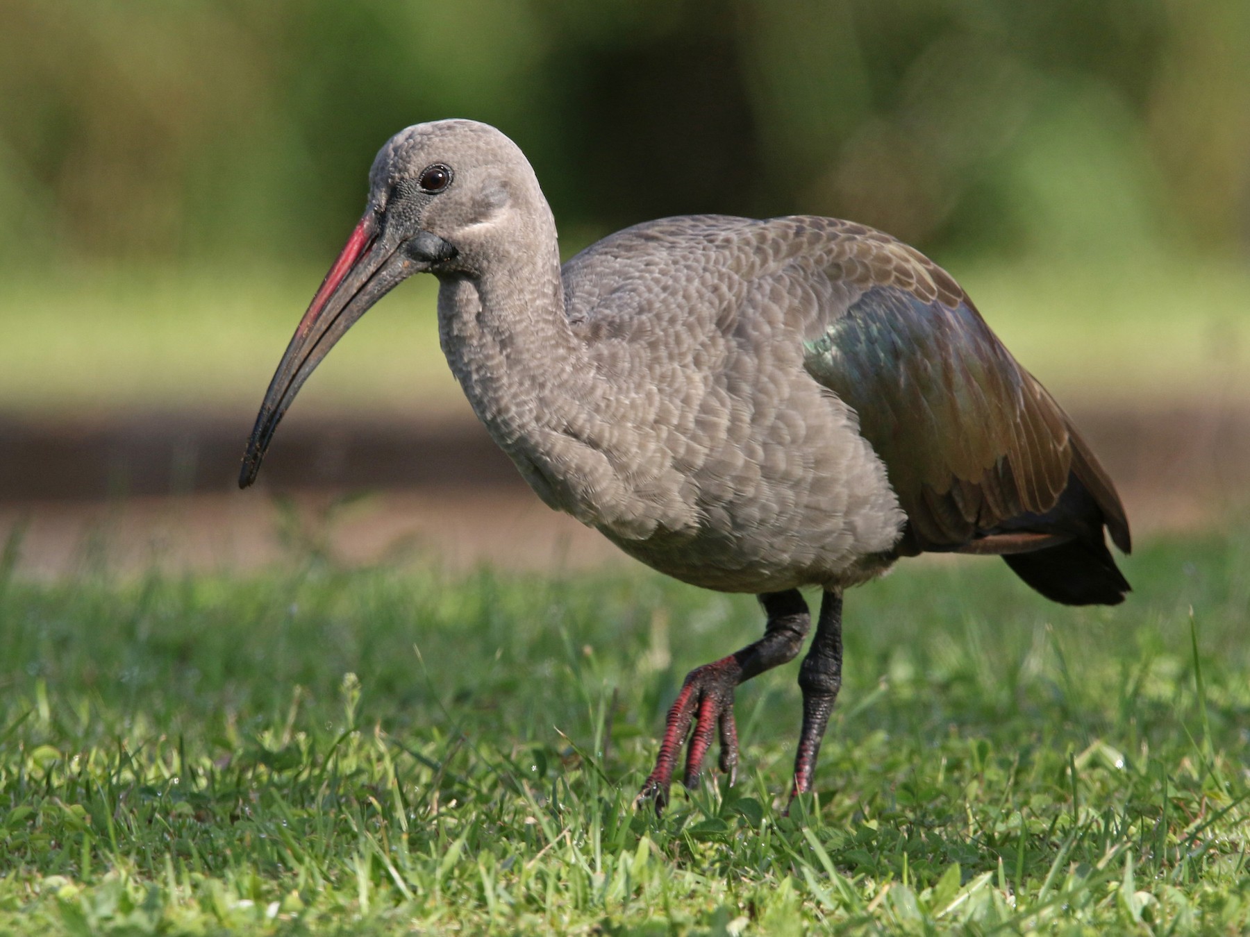 Hadada Ibis - Volker Hesse