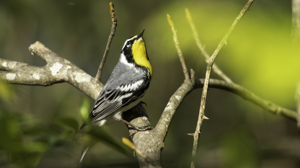 Yellow-throated Warbler - David Fischer