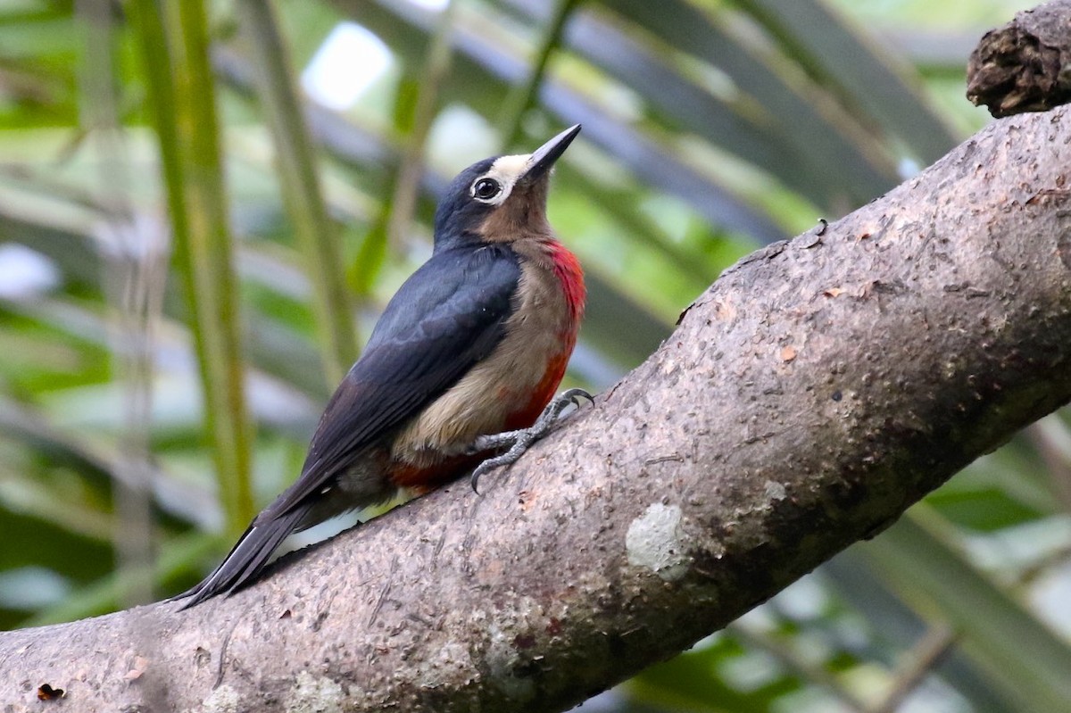 Puerto Rican Woodpecker - Knut Hansen