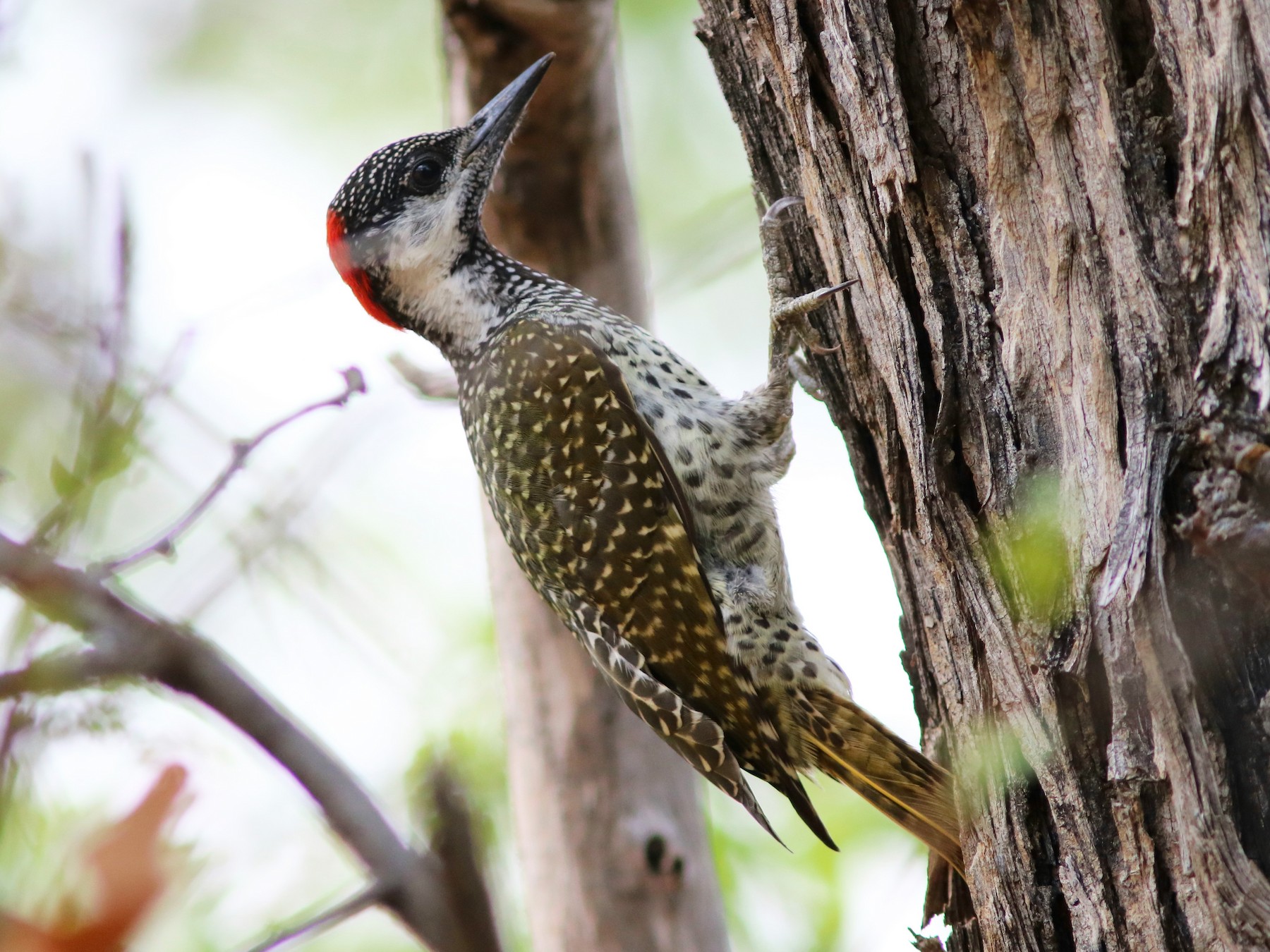 Golden-tailed Woodpecker - John Drummond