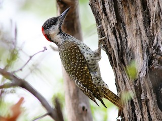  - Golden-tailed Woodpecker (Golden-tailed)