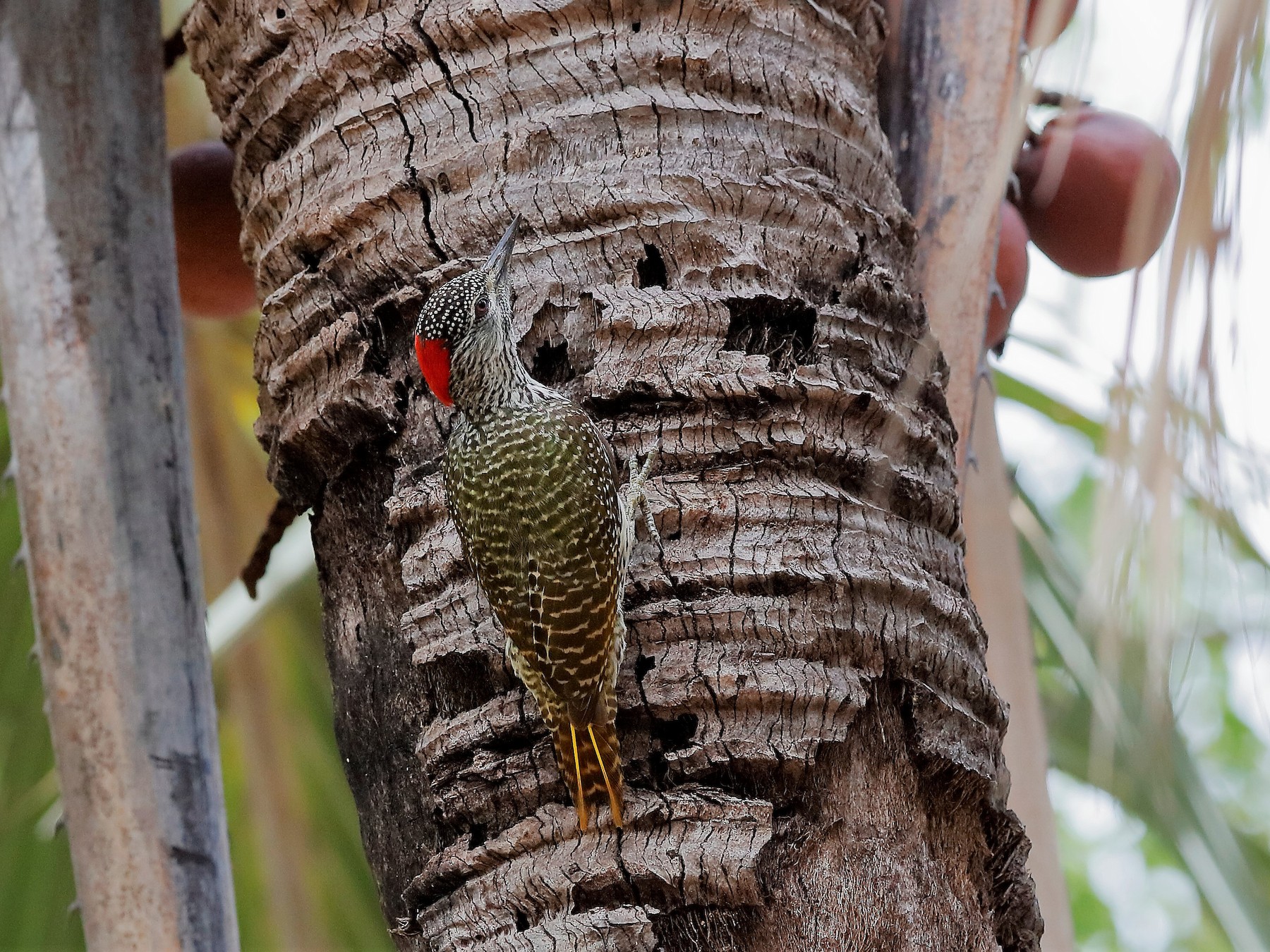 Golden-tailed Woodpecker - Holger Teichmann