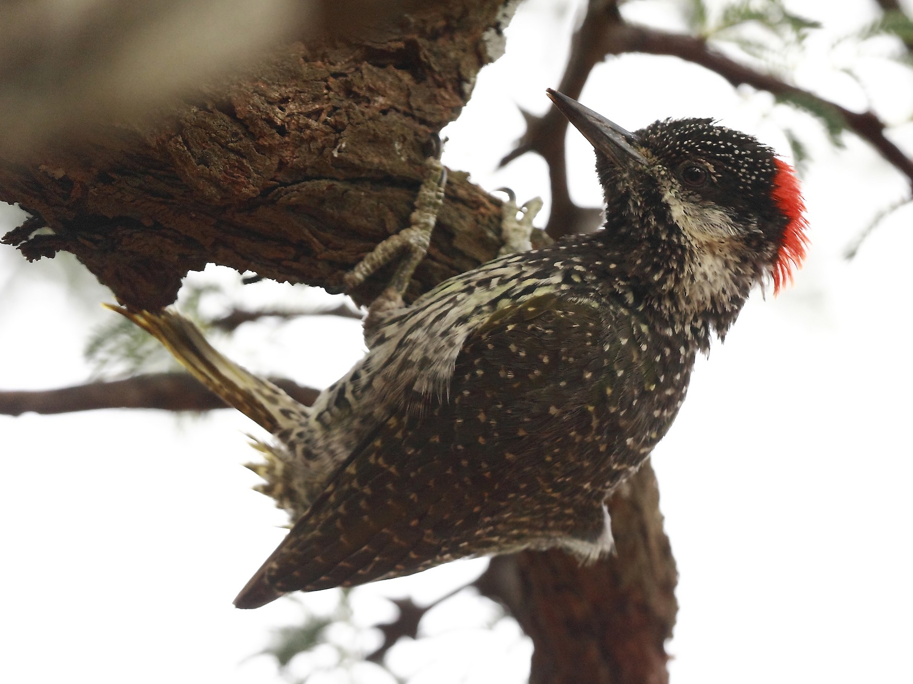 Golden-tailed Woodpecker - Loutjie Steenberg