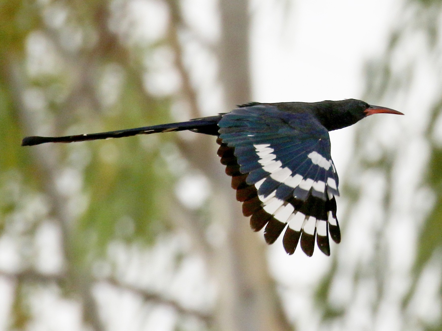 Green Woodhoopoe - Jay McGowan