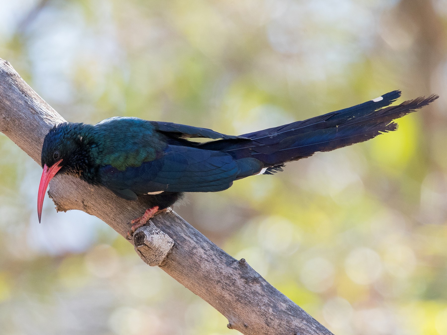 Green Woodhoopoe - David Irving