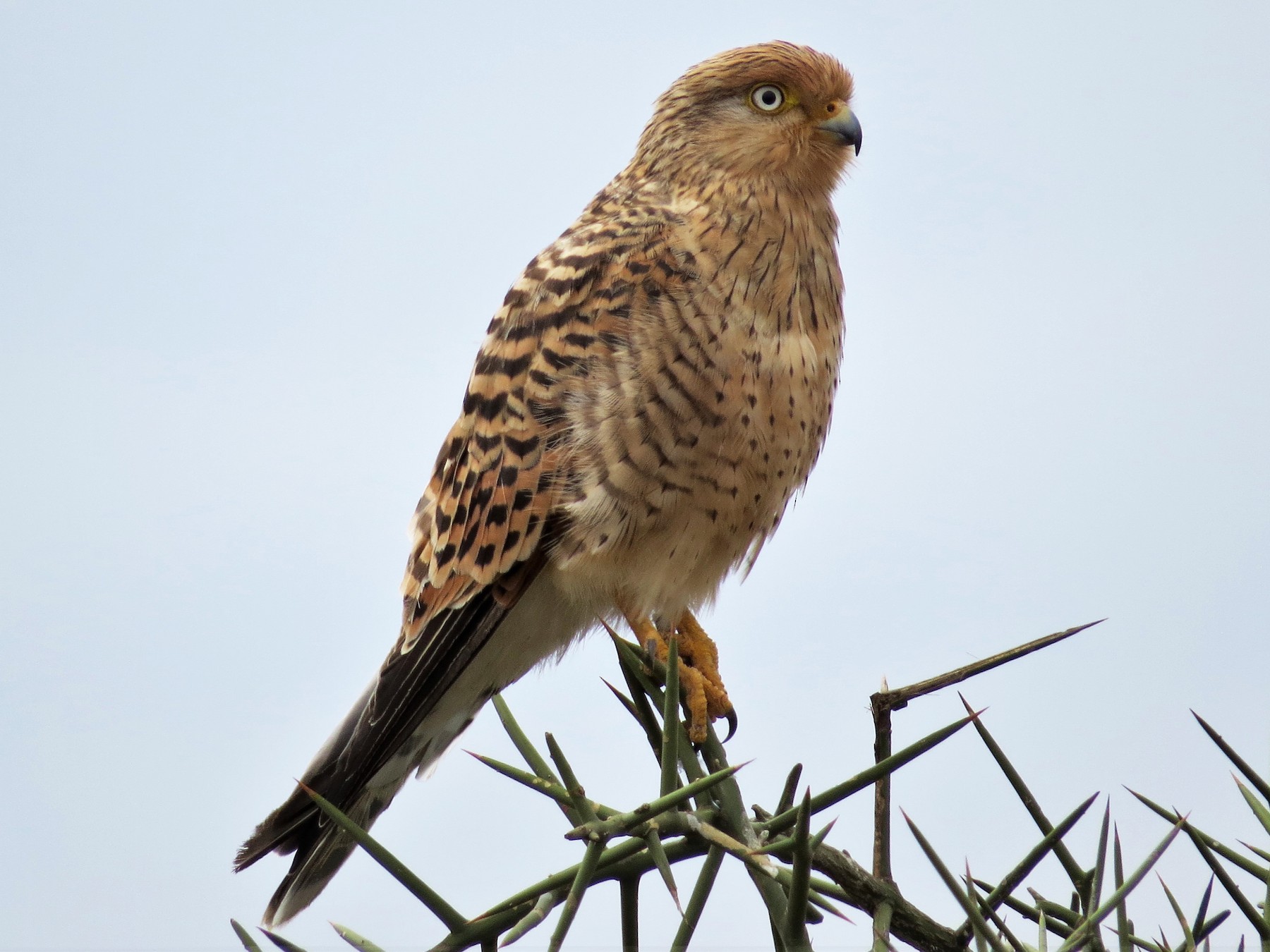 greater kestrel