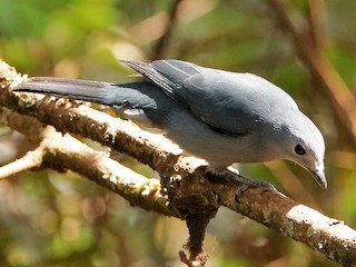  - Gray Cuckooshrike