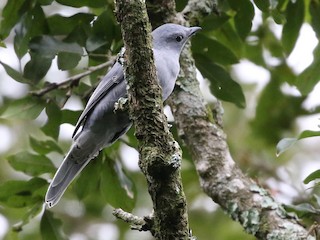 - Gray Cuckooshrike