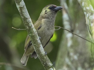  - Green Barbet (Woodward's)