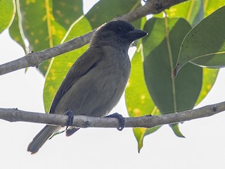 - Green Barbet (Green)