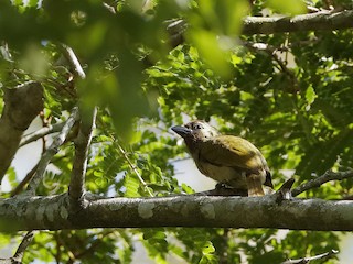  - Green Barbet (Woodward's)