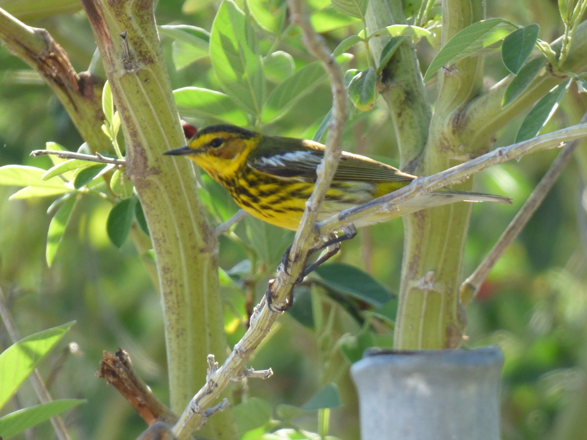Cape May Warbler - ML221247011