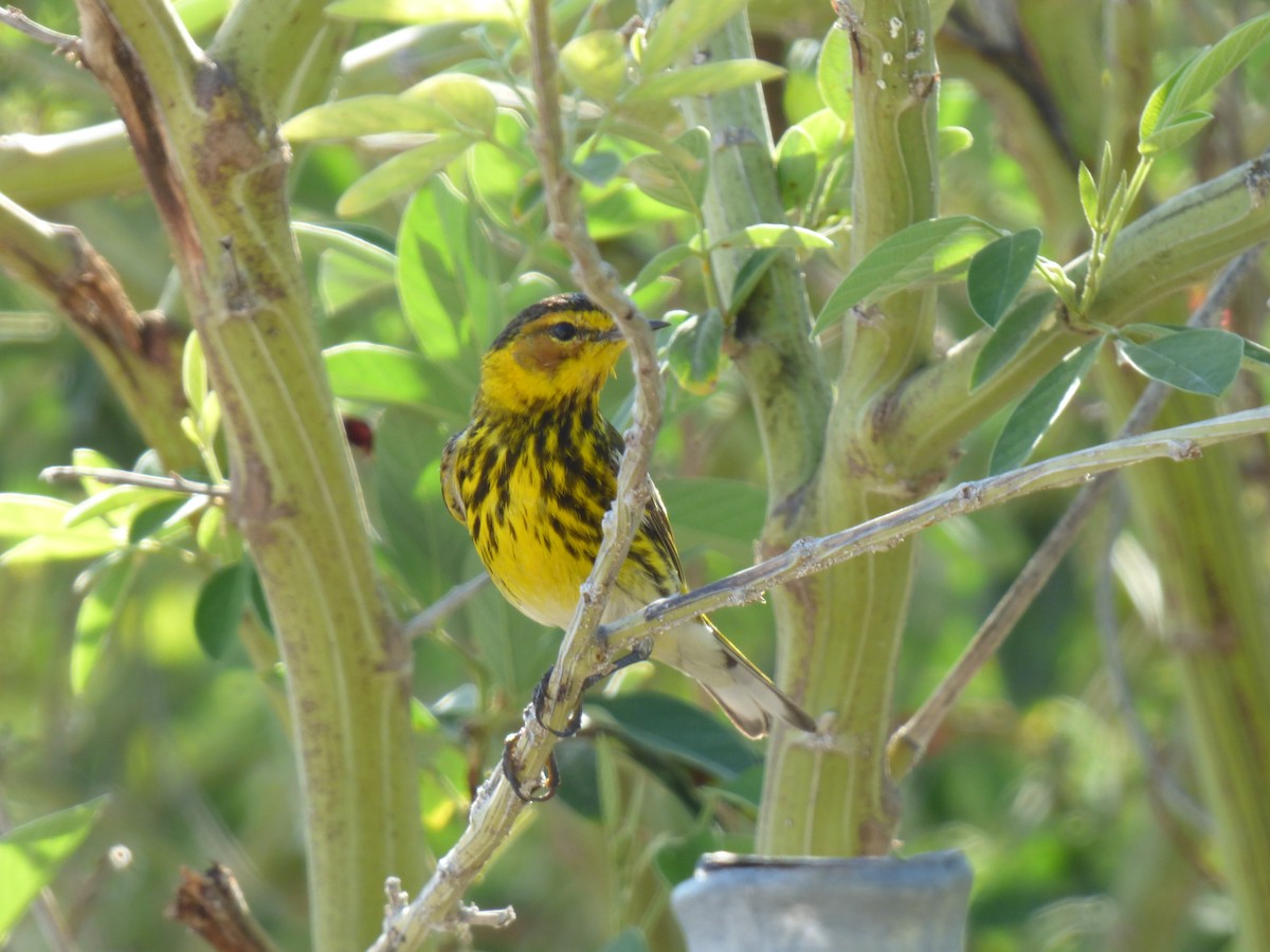Cape May Warbler - ML221247341