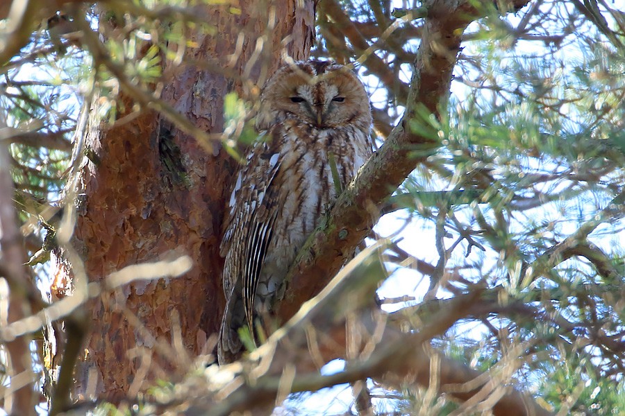 Tawny Owl - ML221247521