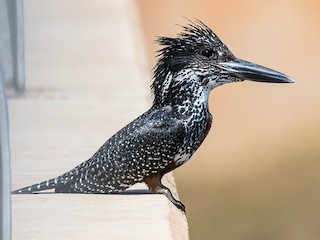 Giant Kingfisher - Maine Bird Atlas