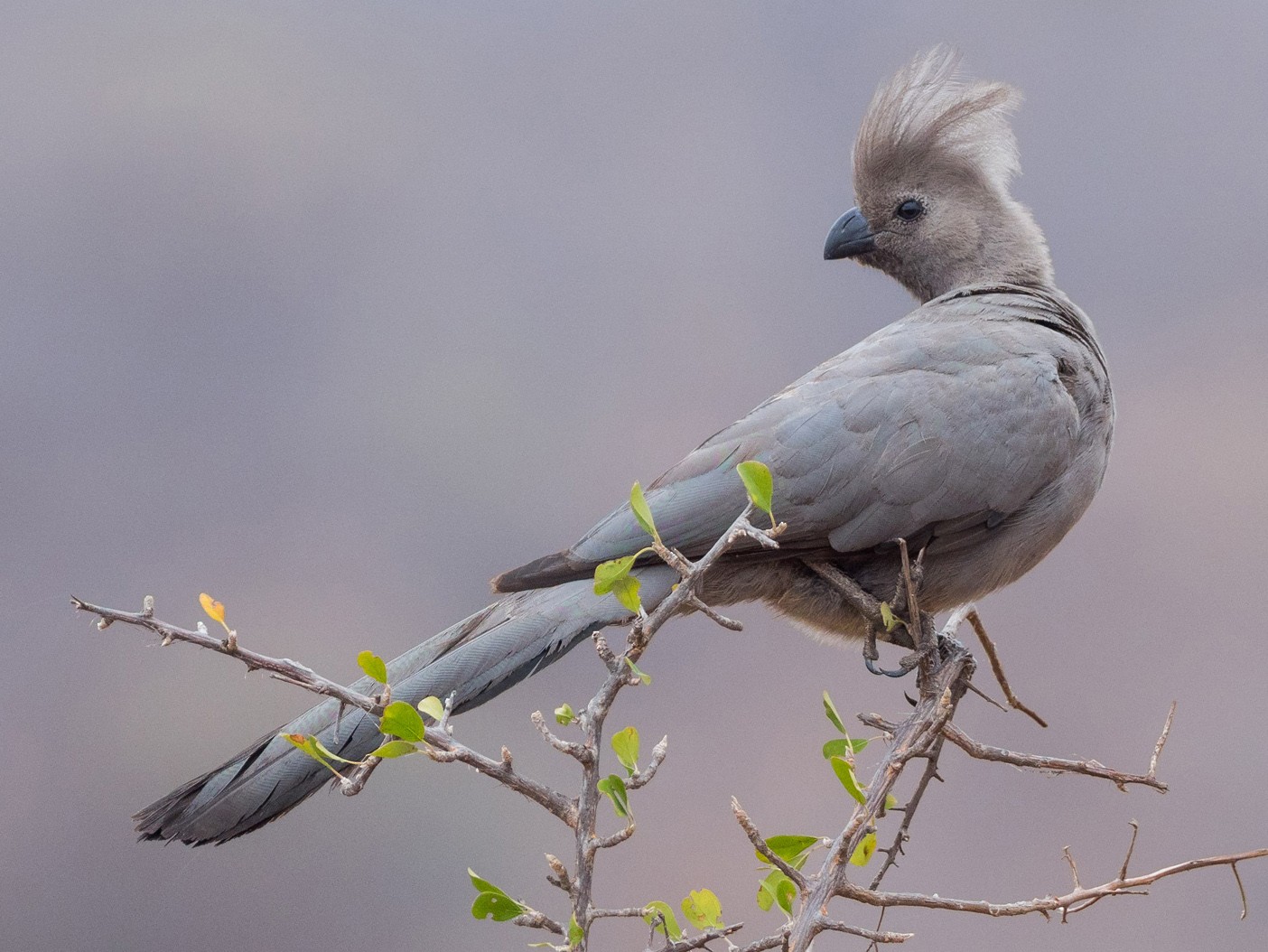Gray Goawaybird eBird