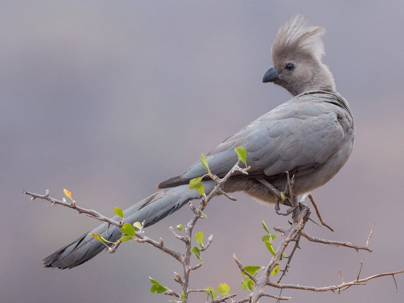 Gray Go-away-bird - Yeray Seminario