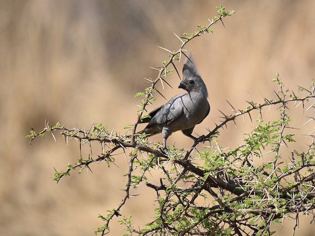 Grey Go-away-bird (Zambia birds) · iNaturalist