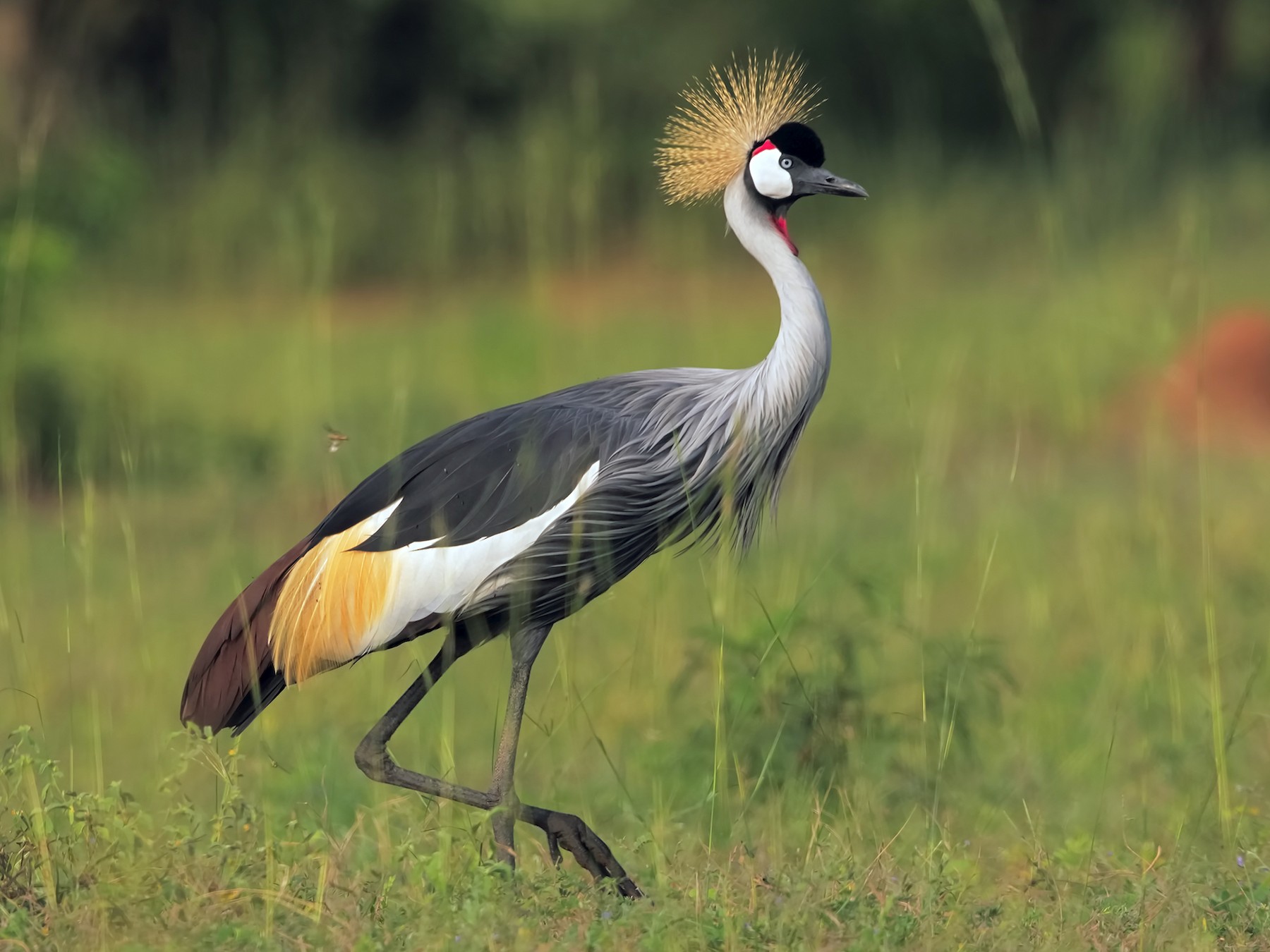 Gray Crowned-Crane - Marco Valentini