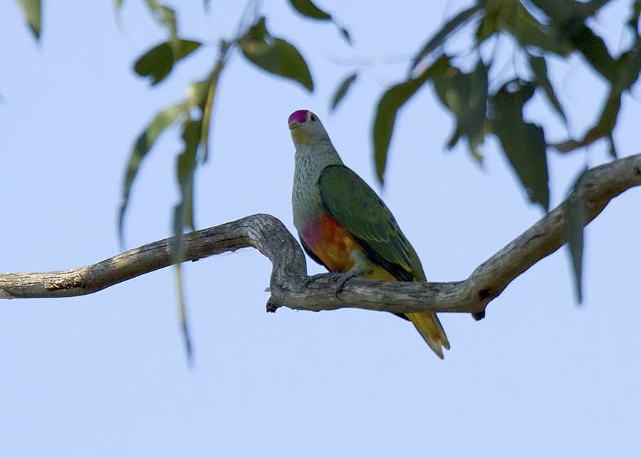 Rose-crowned Fruit-Dove - ML22125161