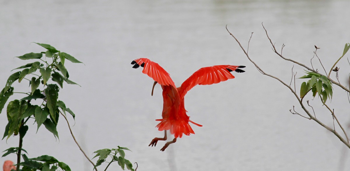 ibis rudý - ML22125171