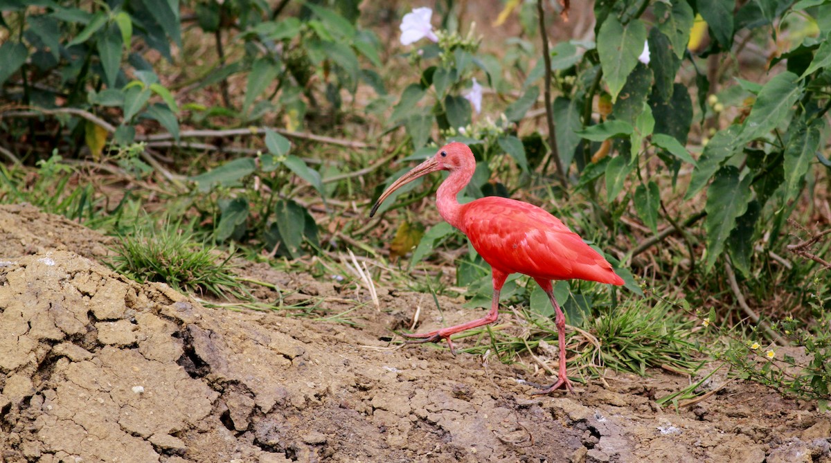 ibis rudý - ML22125211