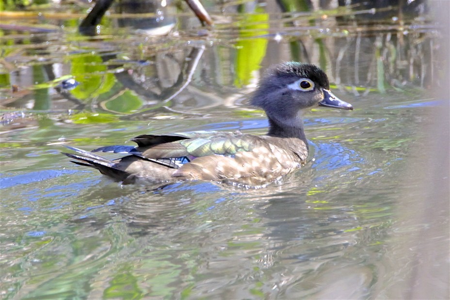 Wood Duck - Vickie Baily