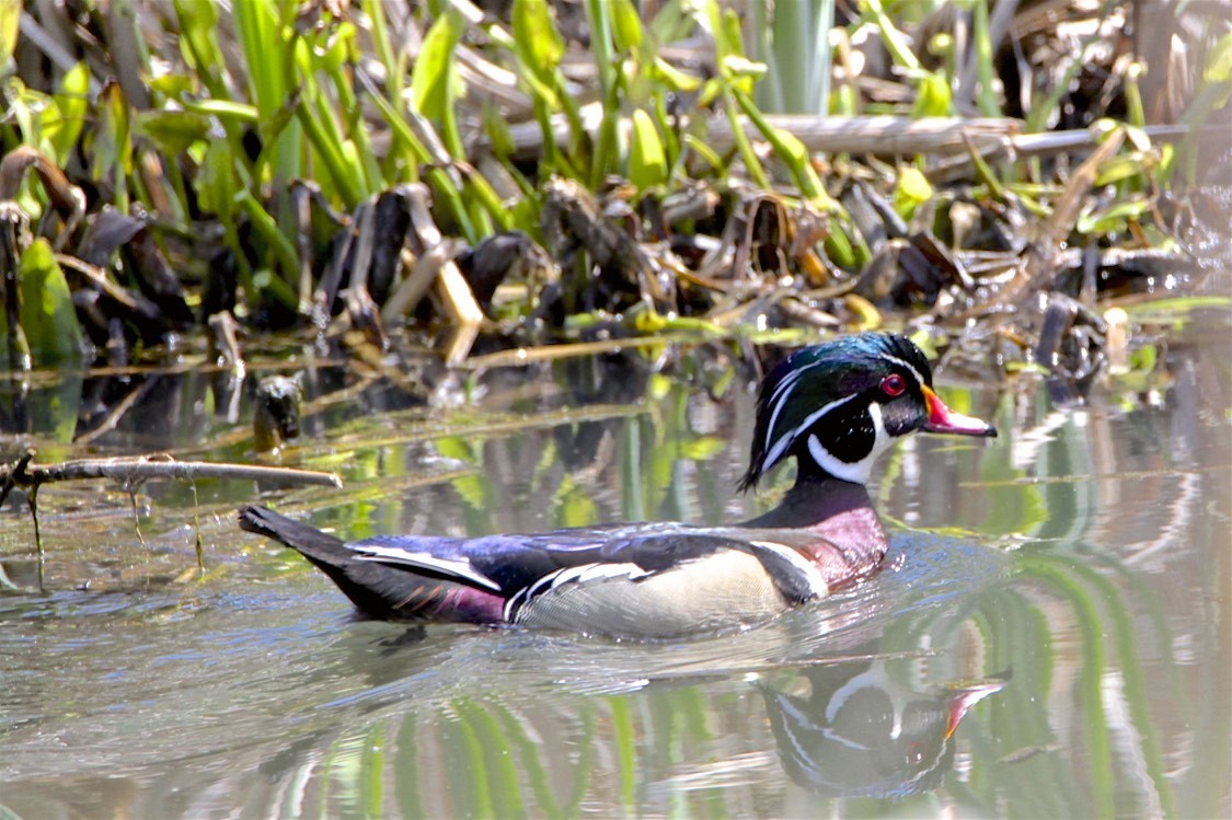 Wood Duck - Vickie Baily