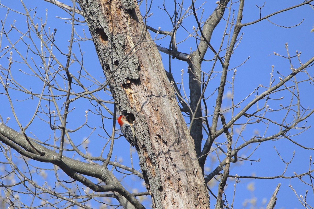 Red-bellied Woodpecker - ML221254721